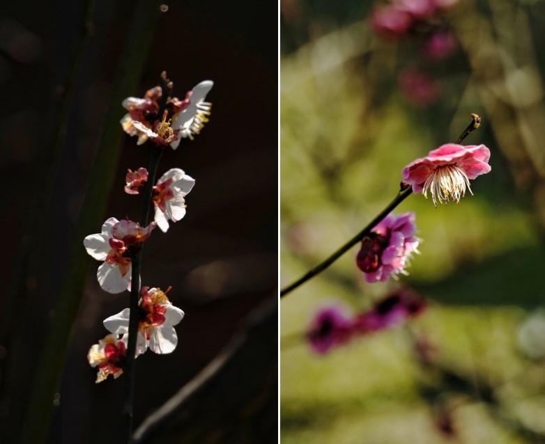 101678429612183507.jpg 合成1.jpg