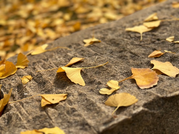 131760321760514306.jpg 微信圖片_20251011101055.jpg